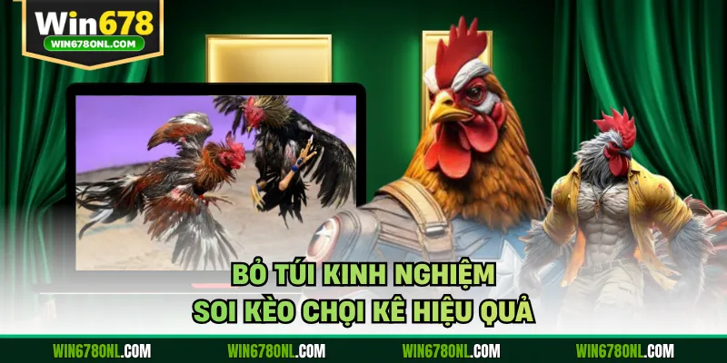 Bỏ túi kinh nghiệm soi kèo chọi kê hiệu quả