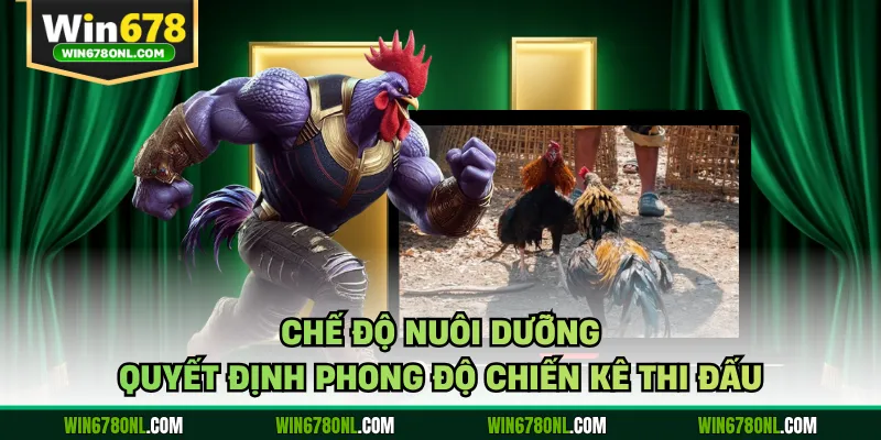 Chế độ nuôi dưỡng quyết định phong độ chiến kê thi đấu