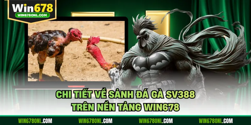 Chi tiết về sảnh đá gà SV388 trên nền tảng WIN678 