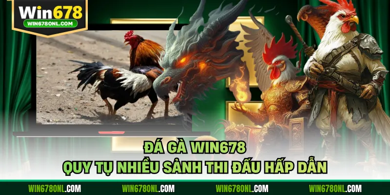 Đá gà WIN678 quy tụ nhiều sảnh thi đấu hấp dẫn
