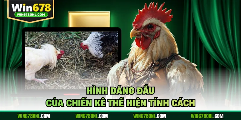 Hình dáng đầu của chiến kê thể hiện tính cách