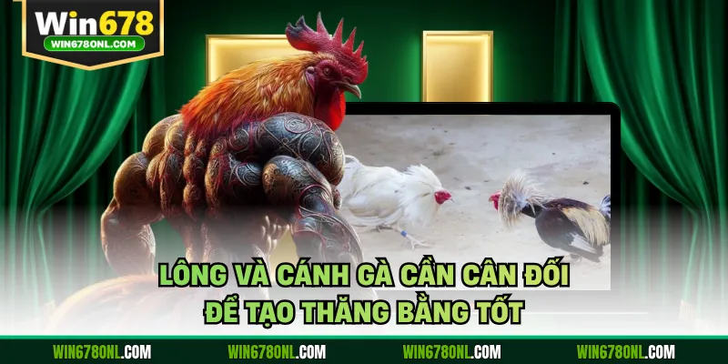 Lông và cánh gà cần cân đối để tạo thăng bằng tốt