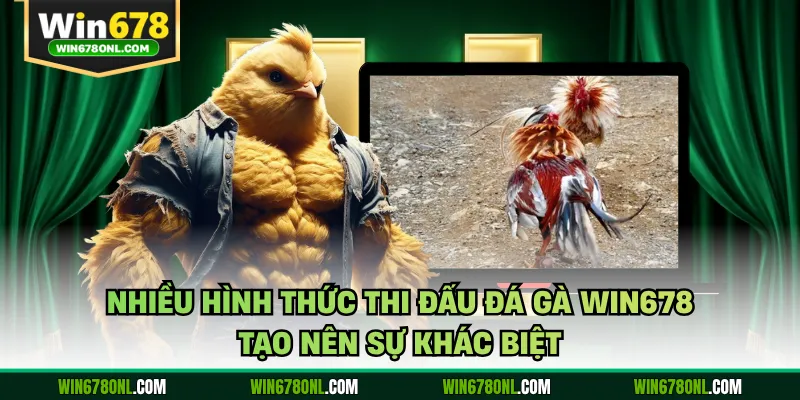 Nhiều hình thức thi đấu đá gà WIN678 tạo nên sự khác biệt