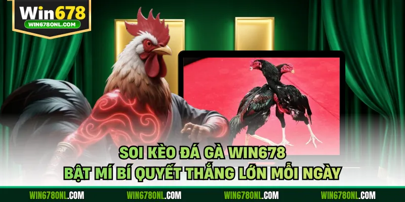 Soi Kèo Đá Gà WIN678 - Bật Mí Bí Quyết Thắng Lớn Mỗi Ngày