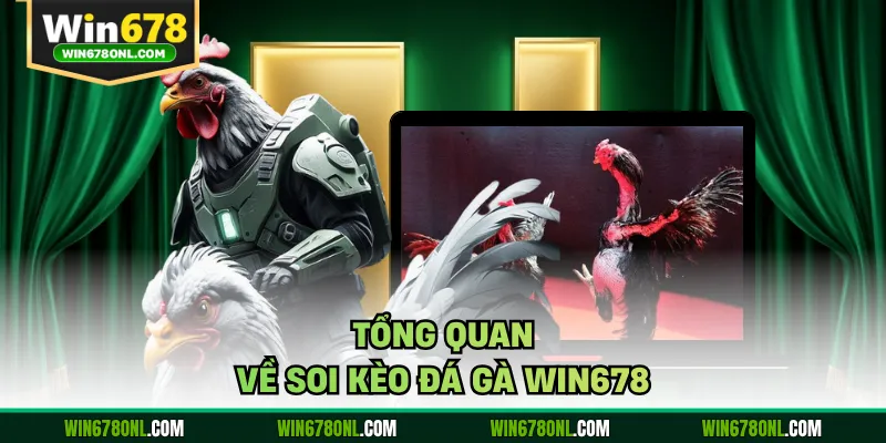 Tổng quan về soi kèo đá gà WIN678