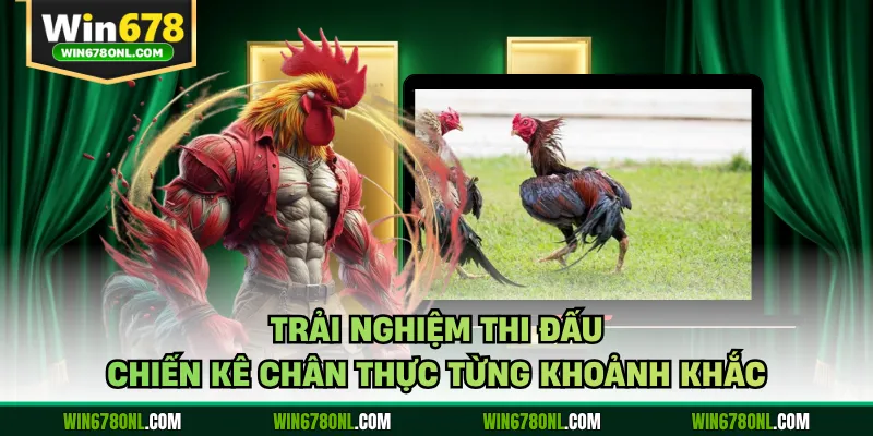 Trải nghiệm thi đấu chiến kê chân thực từng khoảnh khắc